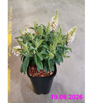 Buddleja dav. 'Butt.Candy Little White'® C 1,4 L